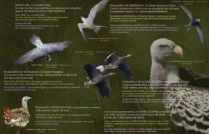 museo-aves