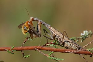 informacion-sobre-la-mantis-religiosa-2